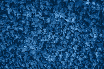 Texture details of trendy classic blue colored ivy leaves on wall. Color of the year 2020