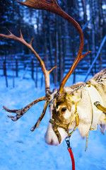 Reindeer sleigh in night Finland in Rovaniemi at Lapland farm. Christmas sledge at evening winter sled ride safari with snow Finnish Arctic north pole. Fun with Norway Saami animals.