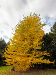Fototapeta premium Acer Soccharinum Tree in Autumn