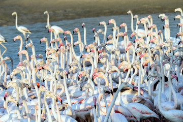 Naklejka premium Flock of Flamingos in a Lake