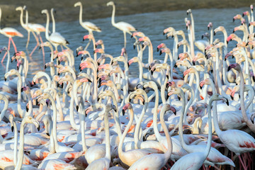 Flock of Flamingos in a Lake