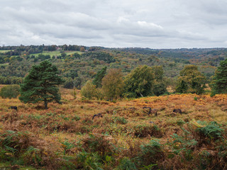 Naklejka premium Exmoor Ponies Grazing in the Ashdown Forest in Autumn