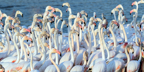 Flock of Flamingos in a Lake