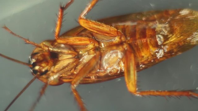 Museum exhibit, macro shooting of a dried cockroach, exhibit to study