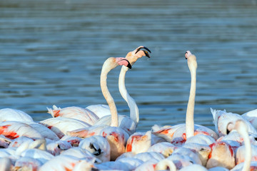 Pink Flamingos at Lake