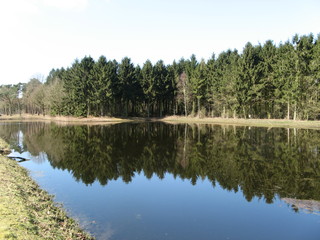Obraz premium beautiful reflection of pine trees in a blue lake