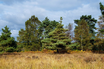 Obraz premium View of the Ashdown Forest in Autumn