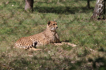 a cheetah is lying in a green grassland closeup in a zoo 