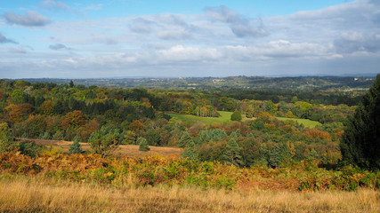 Obraz premium View of the Ashdown Forest in Autumn