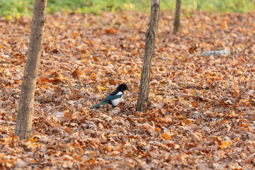 Magpie in the autumn forest on earth among the fallen leaves