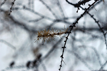 some needles remained on the branch of the larch