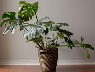 Wide Shot of a Green Monstera Plant Against a Grey Background