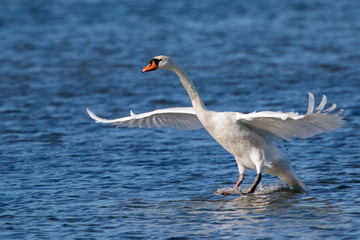 Swan landing on the water