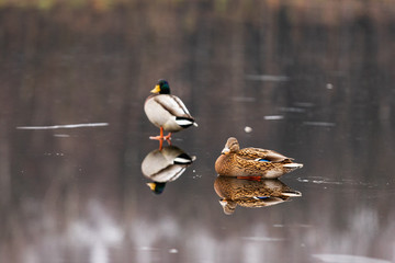 A pair of ducks walk on a frozen lake with a reflection