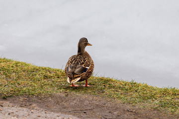 Duck stands on the shore in front of the lake