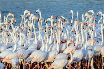 Flock of Flamingos in a Lake