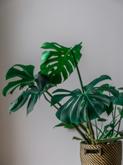 Portrait of a Green Monstera Plant Against a Grey Background