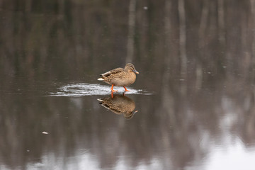 Duck close-up walking on a frozen lake with reflection