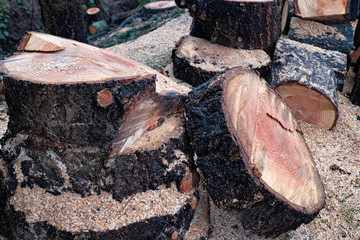 Obraz premium Wood texture,woodcut circular section with annual rings ,natural background.