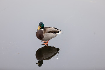 Duck close-up walking on a frozen lake with reflection