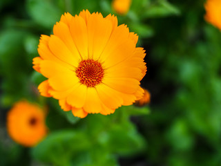 Orange Mesembryanthemums Flowering near the Beach in Southwold
