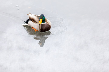 Duck close-up walking on a frozen lake with reflection