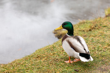 Duck stands on the shore in front of the lake