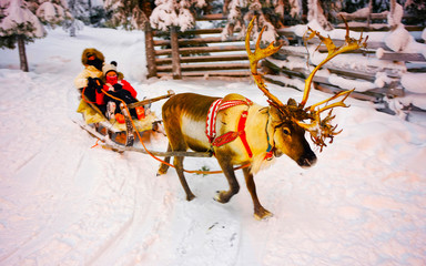 Family on Reindeer sleigh in Finland in Rovaniemi at Lapland farm. Woman and girl on Christmas sledge at winter sled ride safari with snow Finnish Arctic north pole. Fun with Norway Saami animals