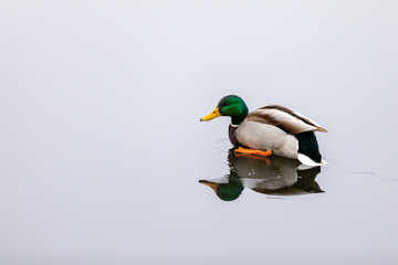 Obraz premium Duck close-up walking on a frozen lake with reflection