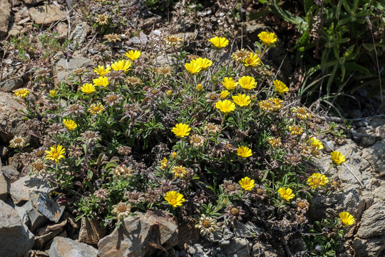 Gold Coin, Mediterranean Beach Daisy (Asteriscus maritimus, Bubonium maritimum)