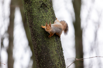 Fluffy squirrel climbs on a tree