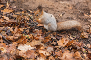 Naklejka na ściany i meble Squirrel closeup in the autumn forest among the fallen leaves eating a nut