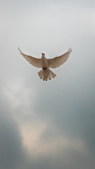 White pigeon flying across an overcast sky - wings fully spread out
