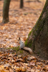 Squirrel closeup in the autumn forest among the fallen leaves eating a nut