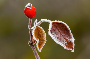 frozen branches and leaves in winter wonderland