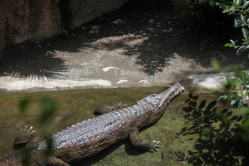 Tomistoma (Tomistoma schlegelii) resting in a pool at the Bioparc Fuengirola