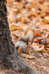 Squirrel close-up in the autumn forest among the fallen leaves