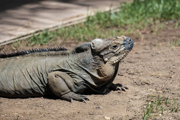 Rhinoceros Iguana (Cyclura cornuta) in the Bioparc Fuengirola
