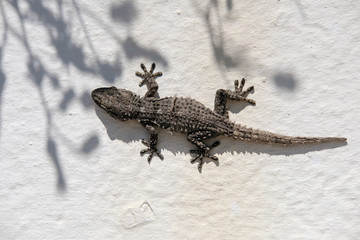European Common Gecko Resting on a Wall at Cabo Pino Spain