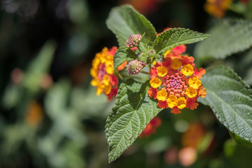 Lantana Camara shrub in Cabo Pino Spain