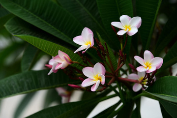 Fototapeta premium Flowers are blooming In the breeding season Has a green foliage background.white and yellow Plume
