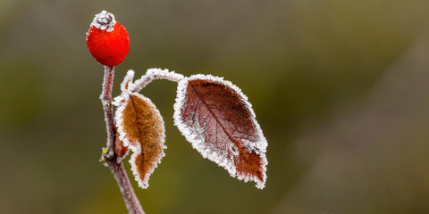 frozen branches and leaves in winter wonderland
