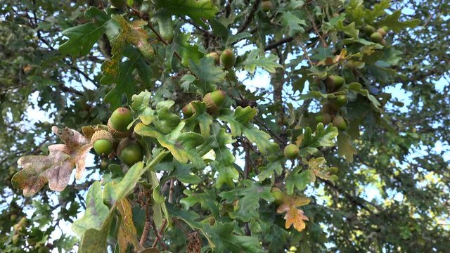 Bellotas verdes en rama de roble 