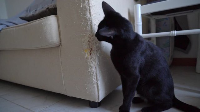 Torn, damaged sofa in the living room, two black cats.