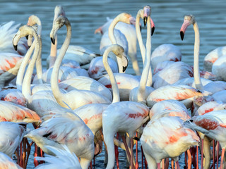 Caribbean pink flamingo at Ras al Khor Wildlife Sanctuary, a wetland reserve in Dubai, United Arab Emirates