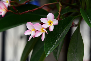 Flowers are blooming In the breeding season Has a green foliage background.white and yellow Plume