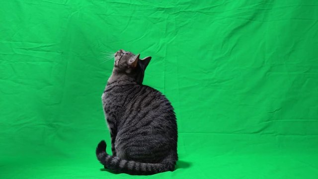 上を気にする猫（グリーンバック）