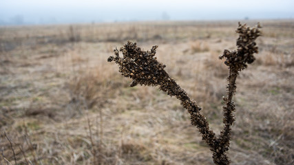 old plant on a background of a meadow in cloudy weather. Early spring, March.
