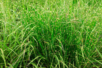 Zebra grass in the natural environment