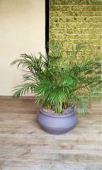  living room with houseplants on the wooden floor areca palm